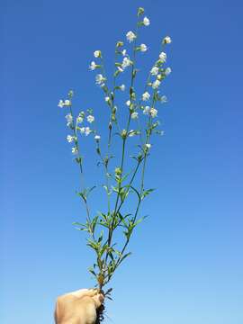 Слика од Silene dichotoma Ehrh.