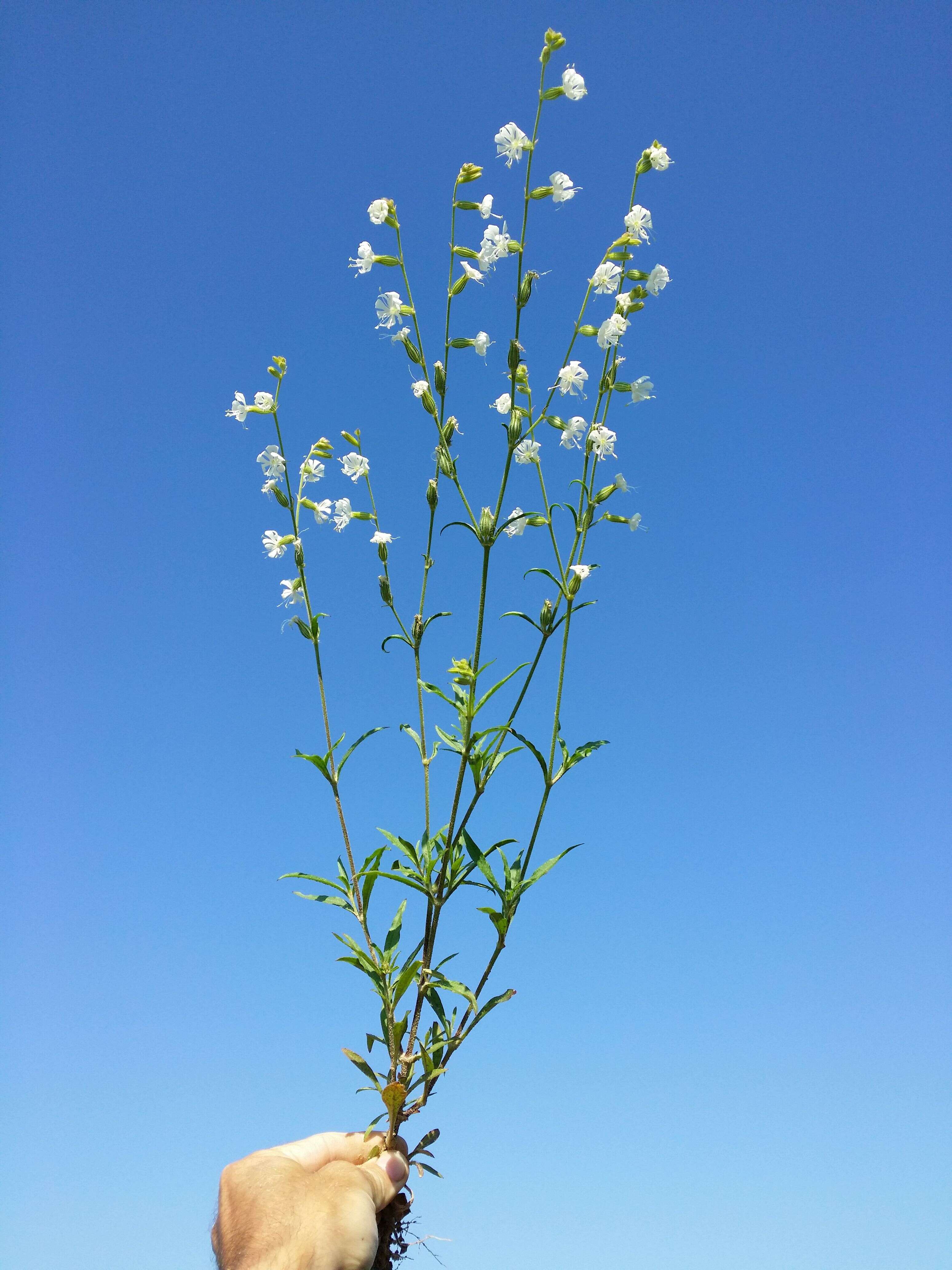 Слика од Silene dichotoma Ehrh.