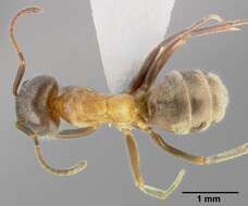 Image of Velvety Tree Ant