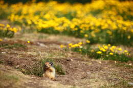 Image of Columbian ground squirrel