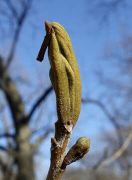 Image of bitternut hickory