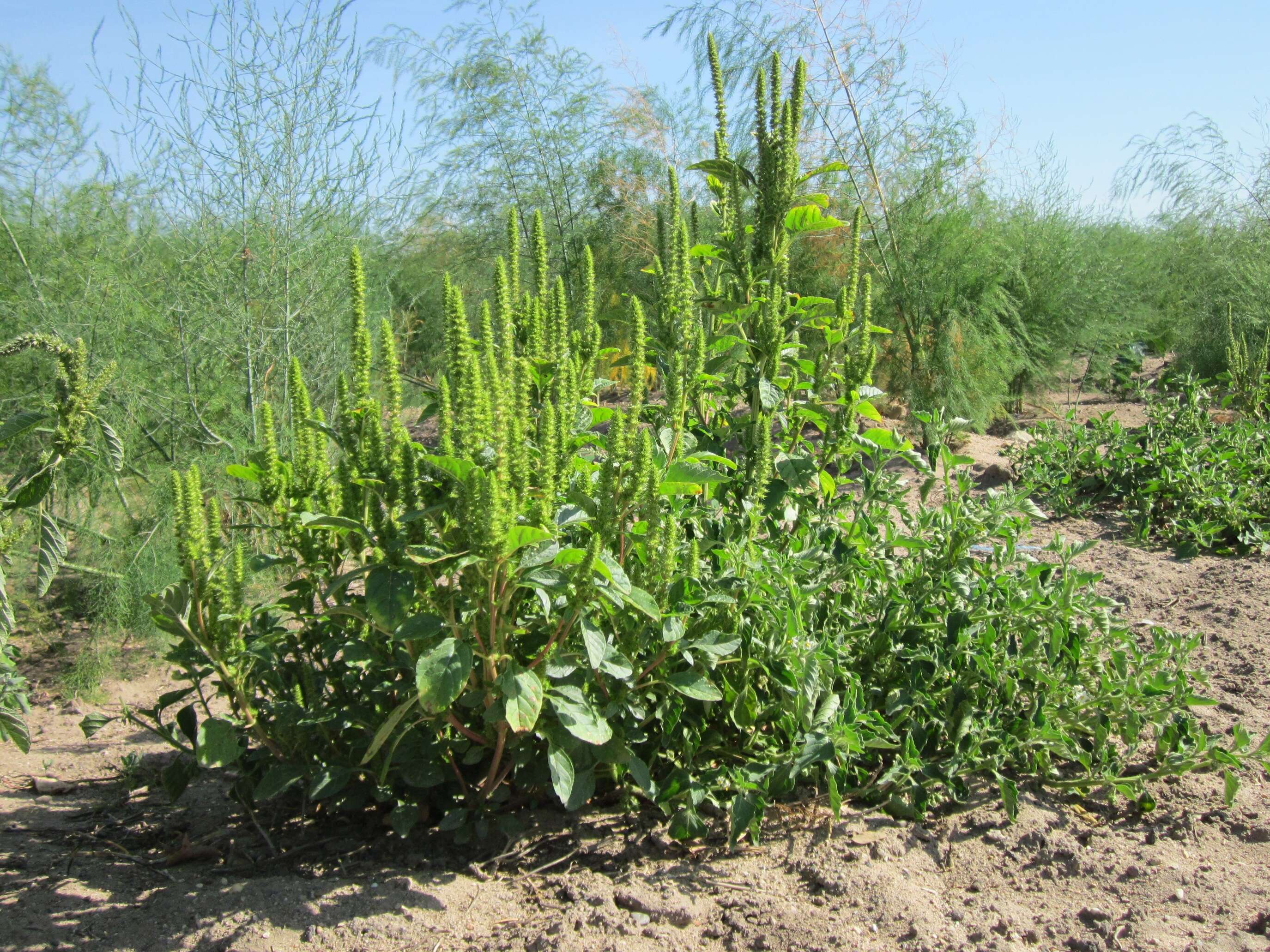 Image of redroot amaranth