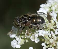 صورة Eristalinus megacephalus (Rossi 1794)