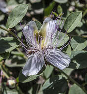 Image of Caper Shrubs