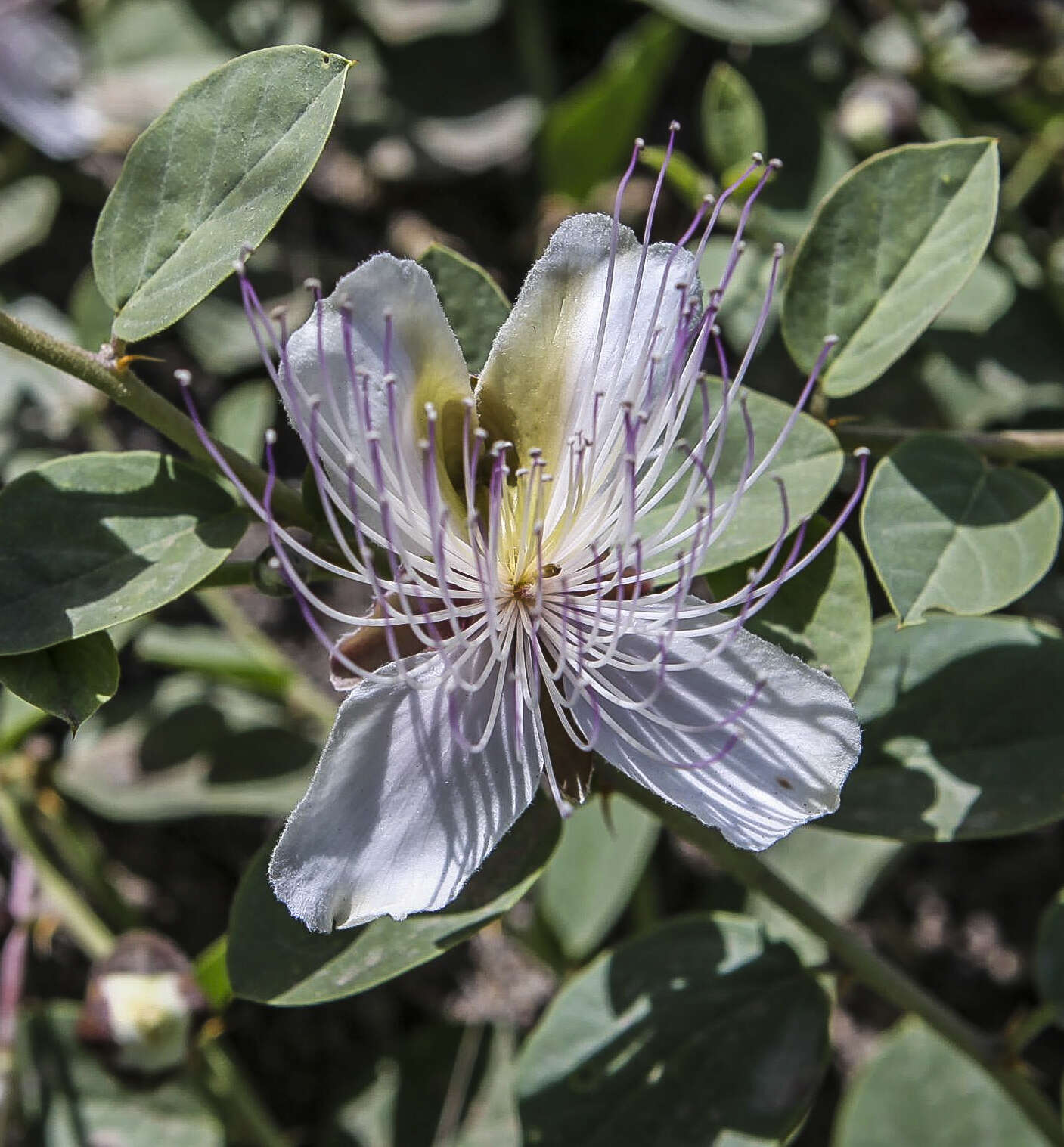 Image of Caper Shrubs