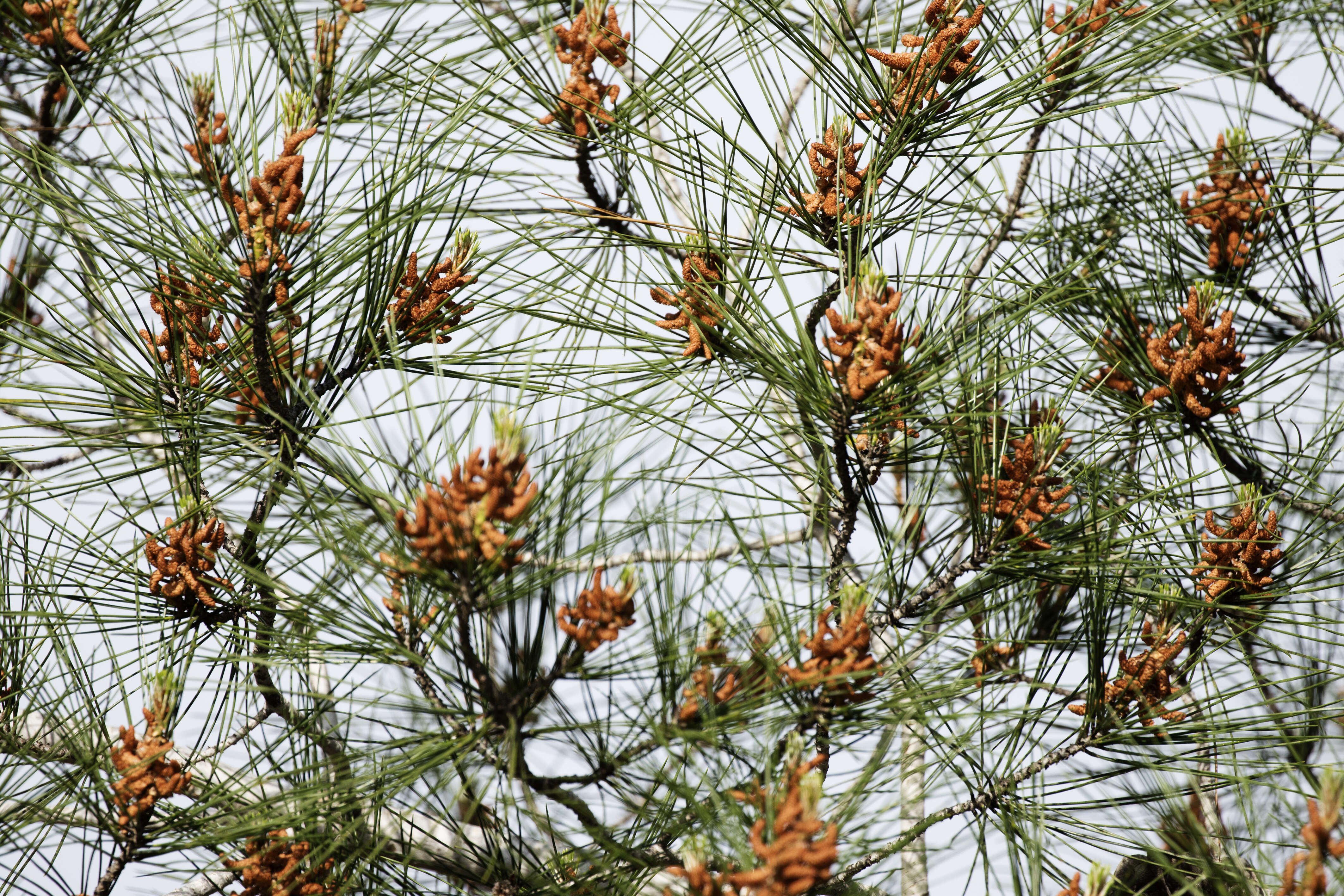 Image of Brutia Pine