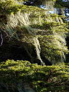 Image of western hemlock