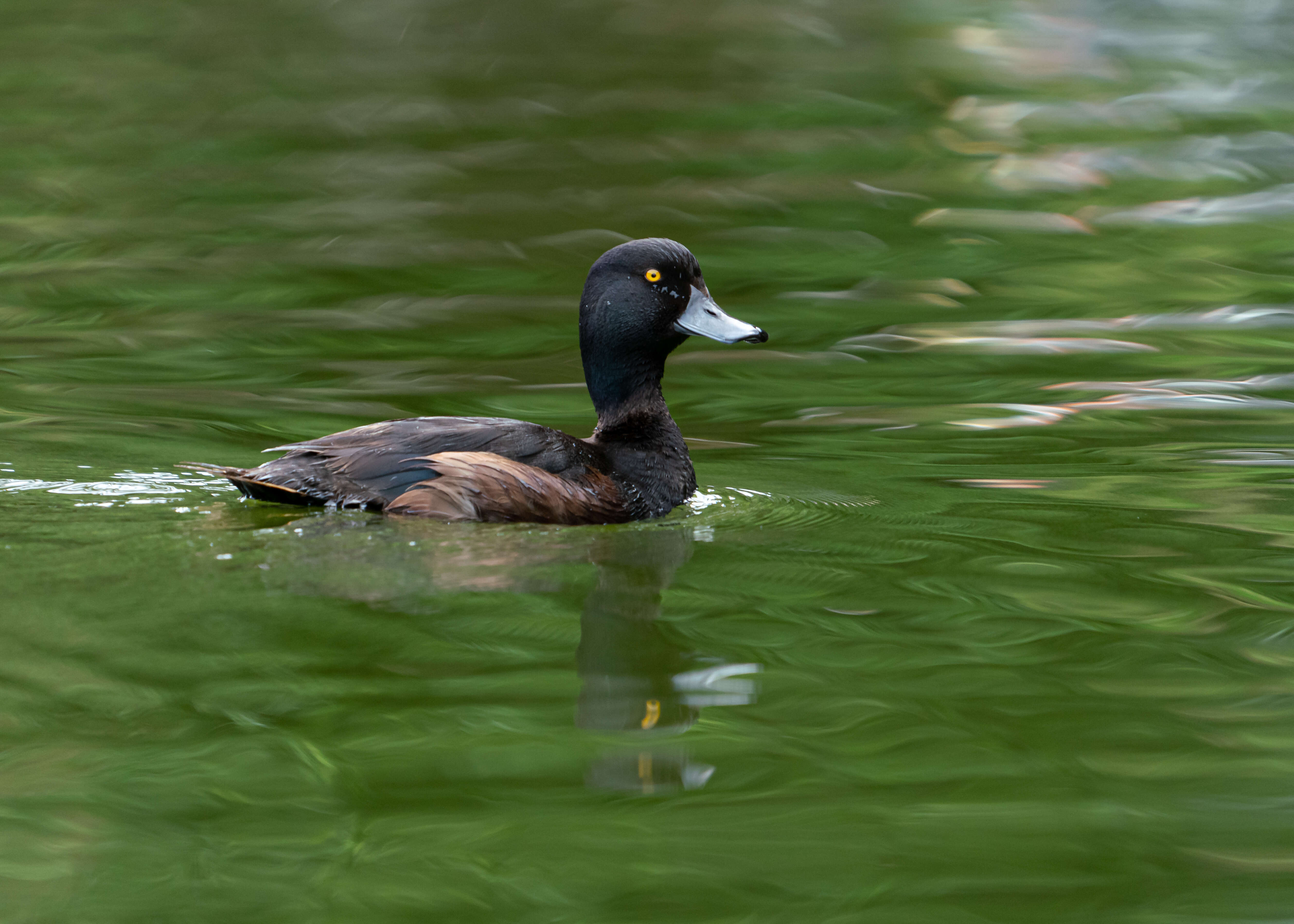 Image of New Zealand Scaup