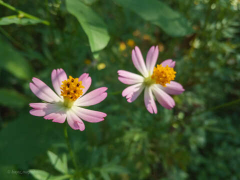 Image of wild cosmos