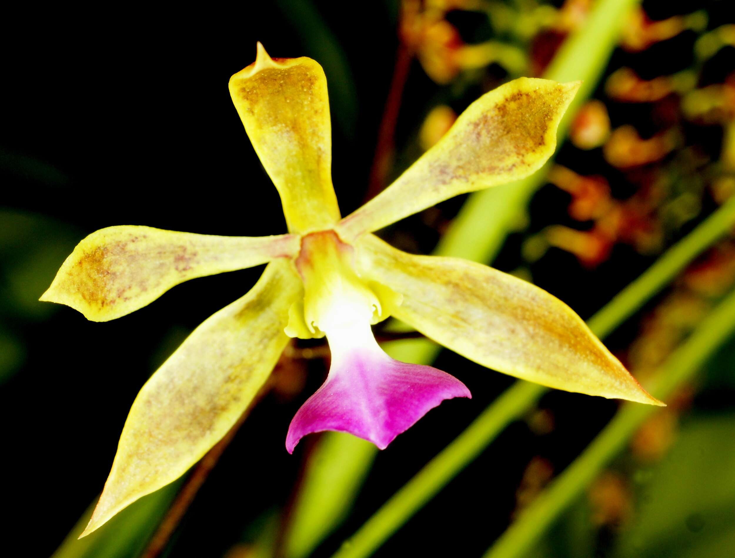 Image de Encyclia bracteata Schltr. ex Hoehne