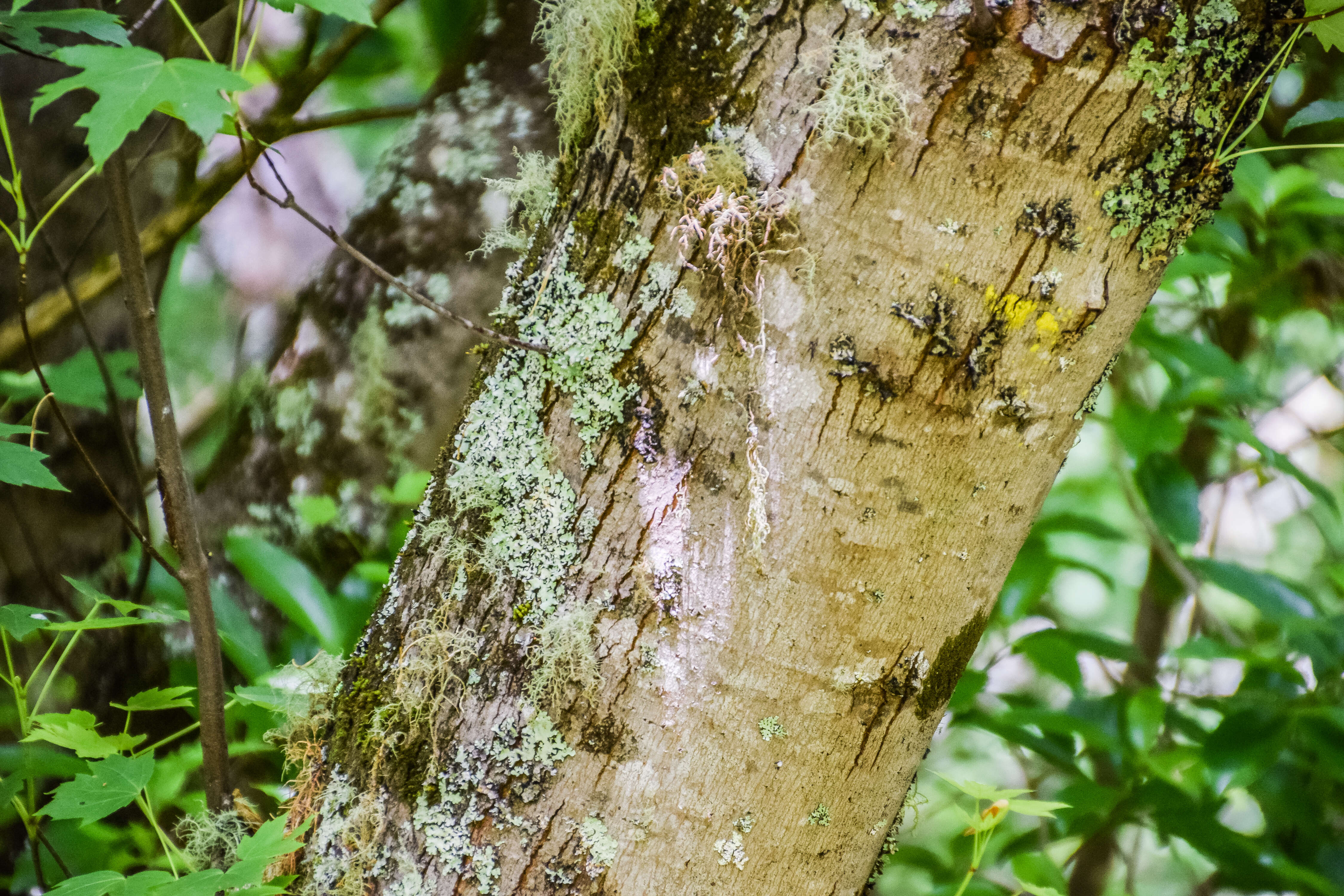 Image of silver maple