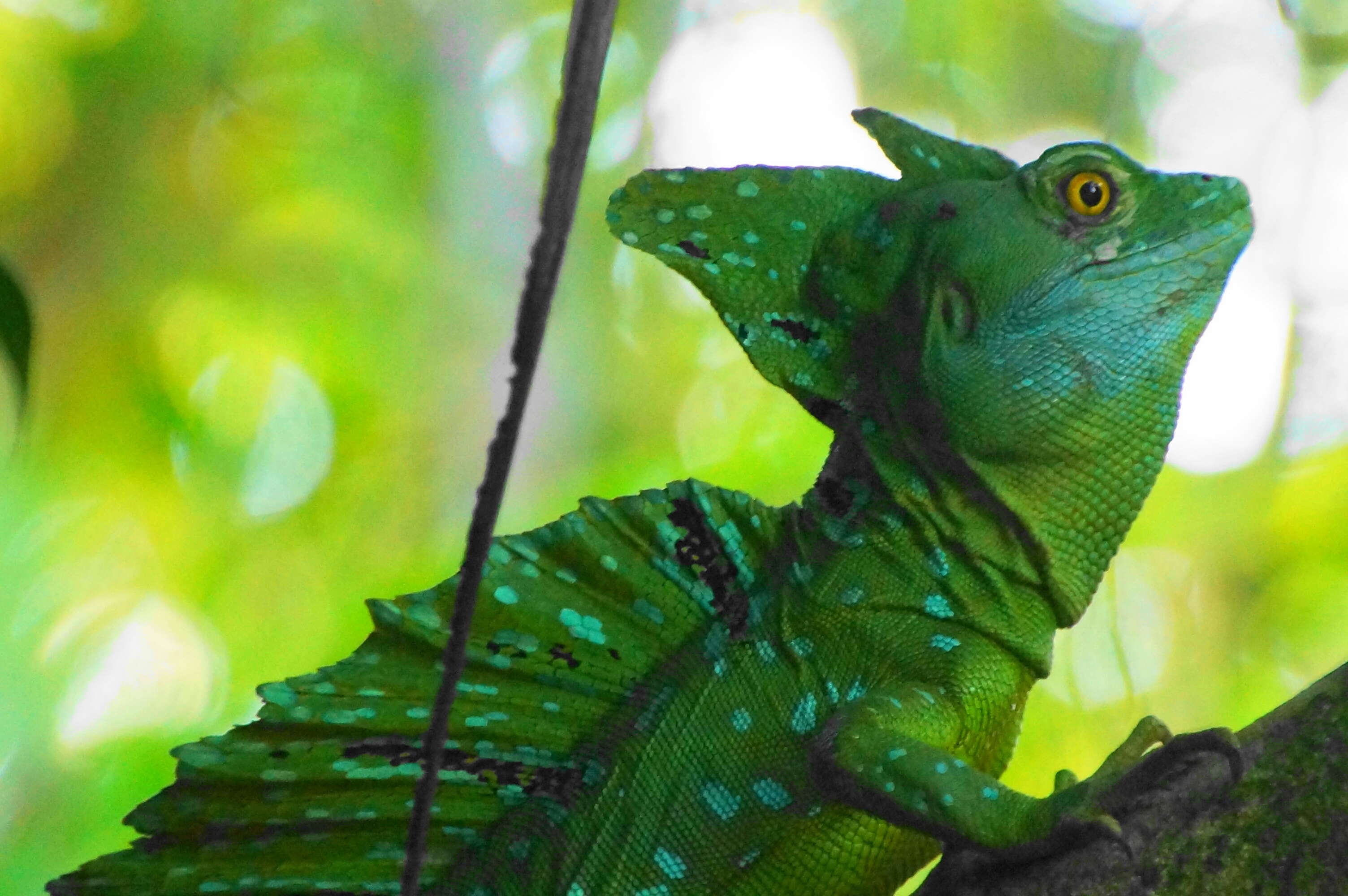 Image of Green Basilisk