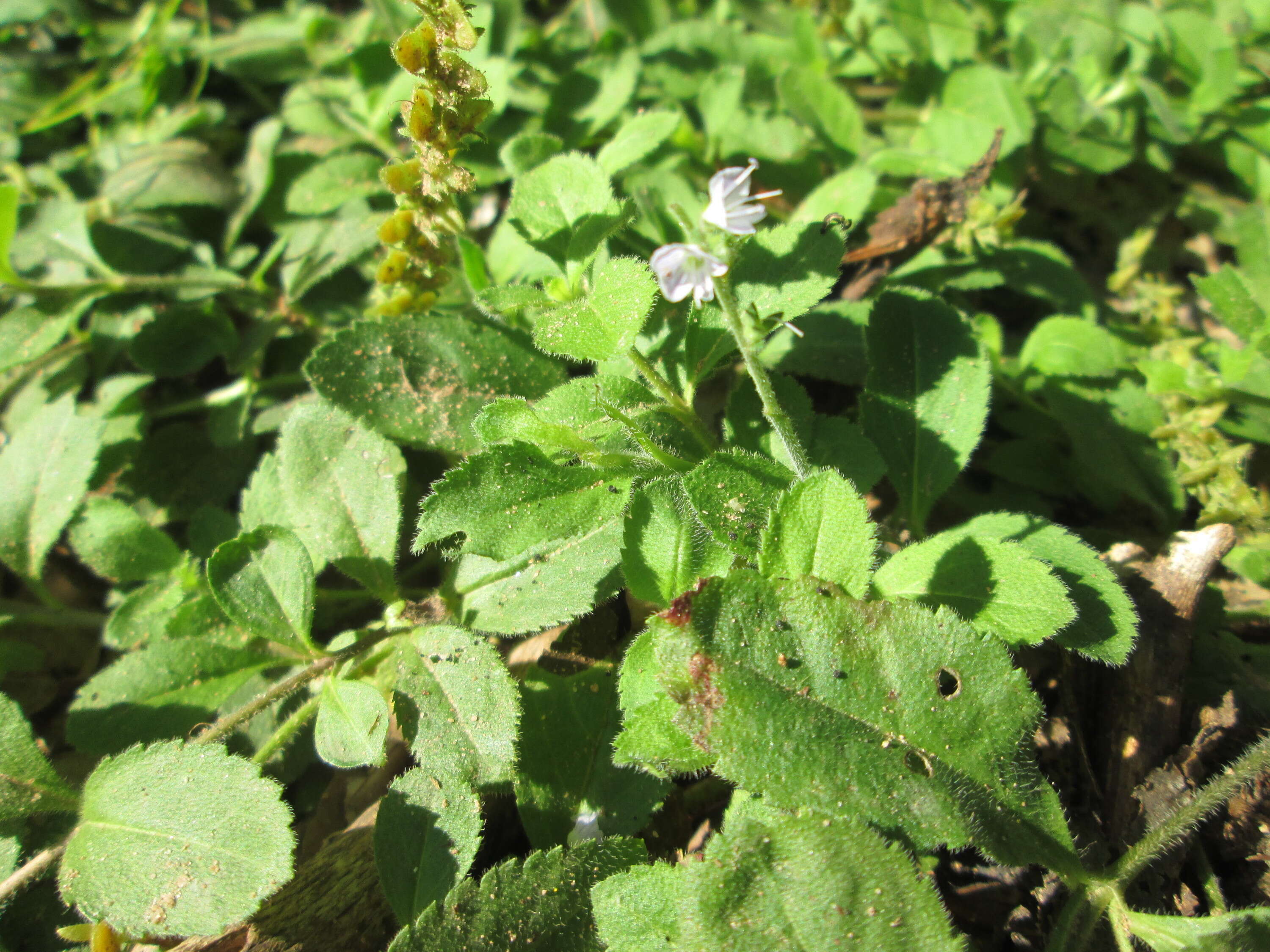 Image of Health Speedwell