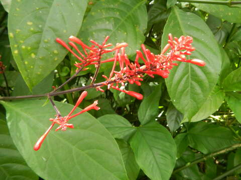 Image of Cardinal's guard flower