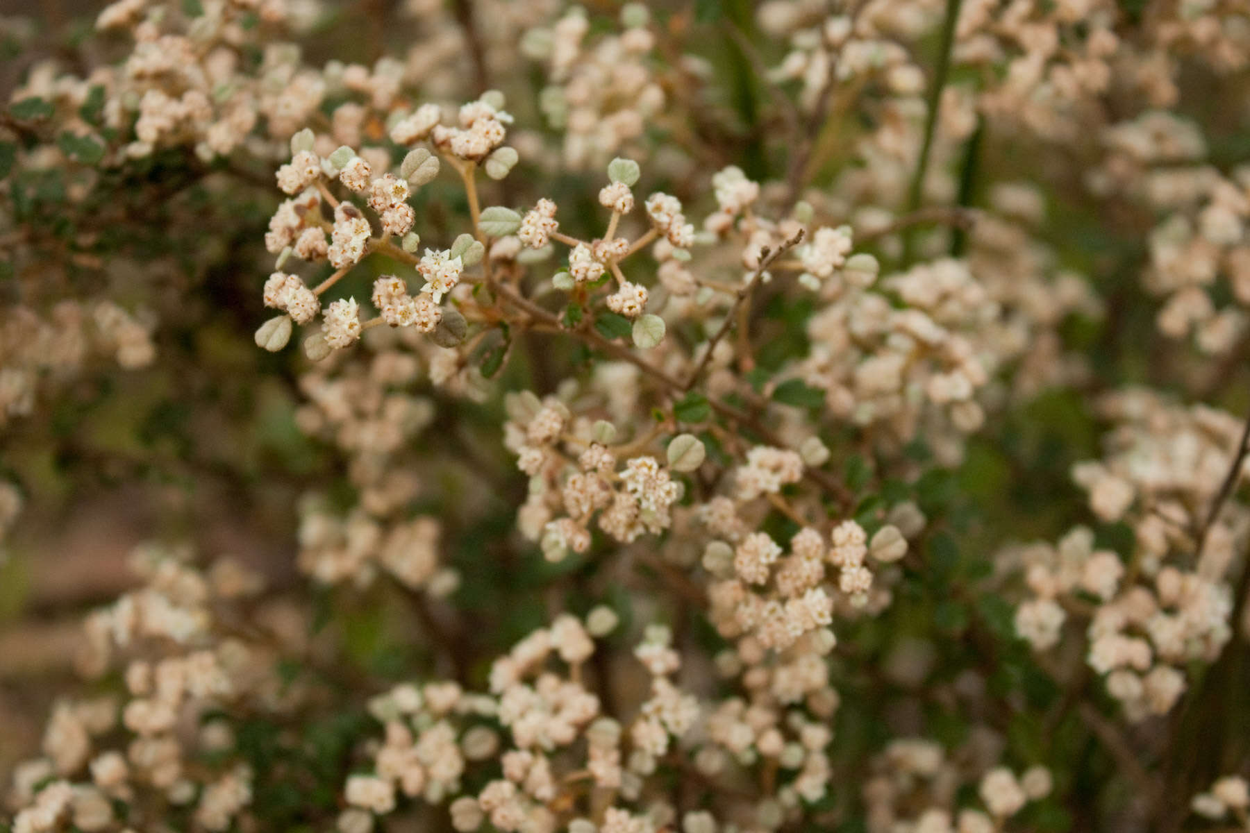 Image of Cryptandra parvifolia (Hook.) Hook. fil.