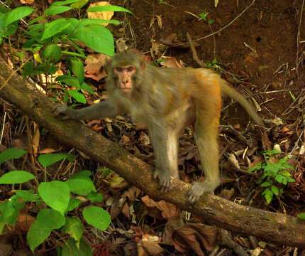 Image of Rhesus Monkey