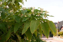 Plancia ëd Reynoutria sachalinensis (Friedrich Schmidt Petrop.) Nakai