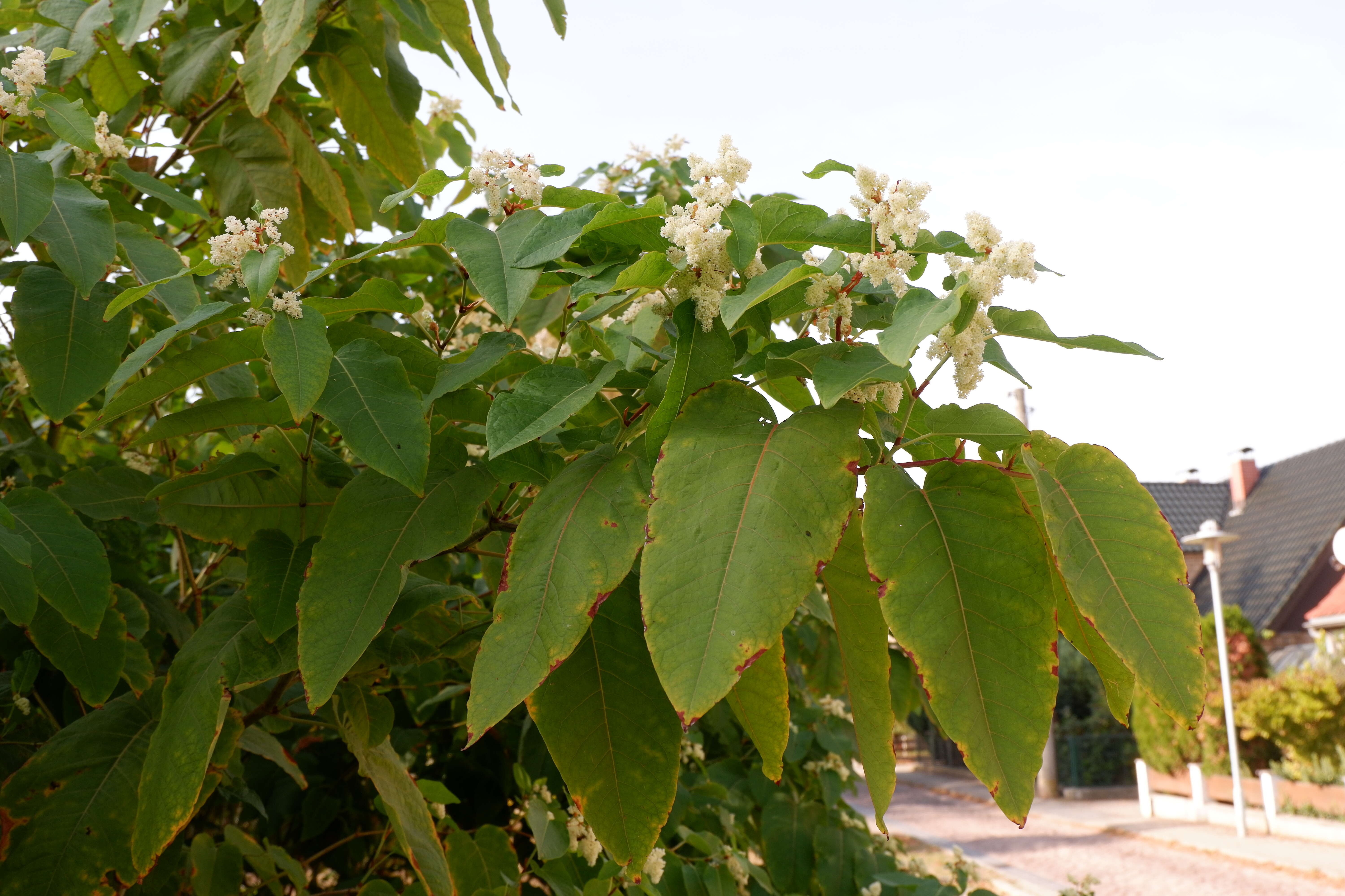 Plancia ëd Reynoutria sachalinensis (Friedrich Schmidt Petrop.) Nakai