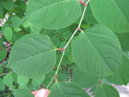 Image of Japanese Knotweed