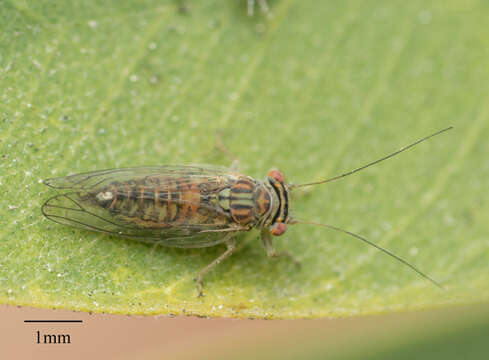 Image of jumping plantlice