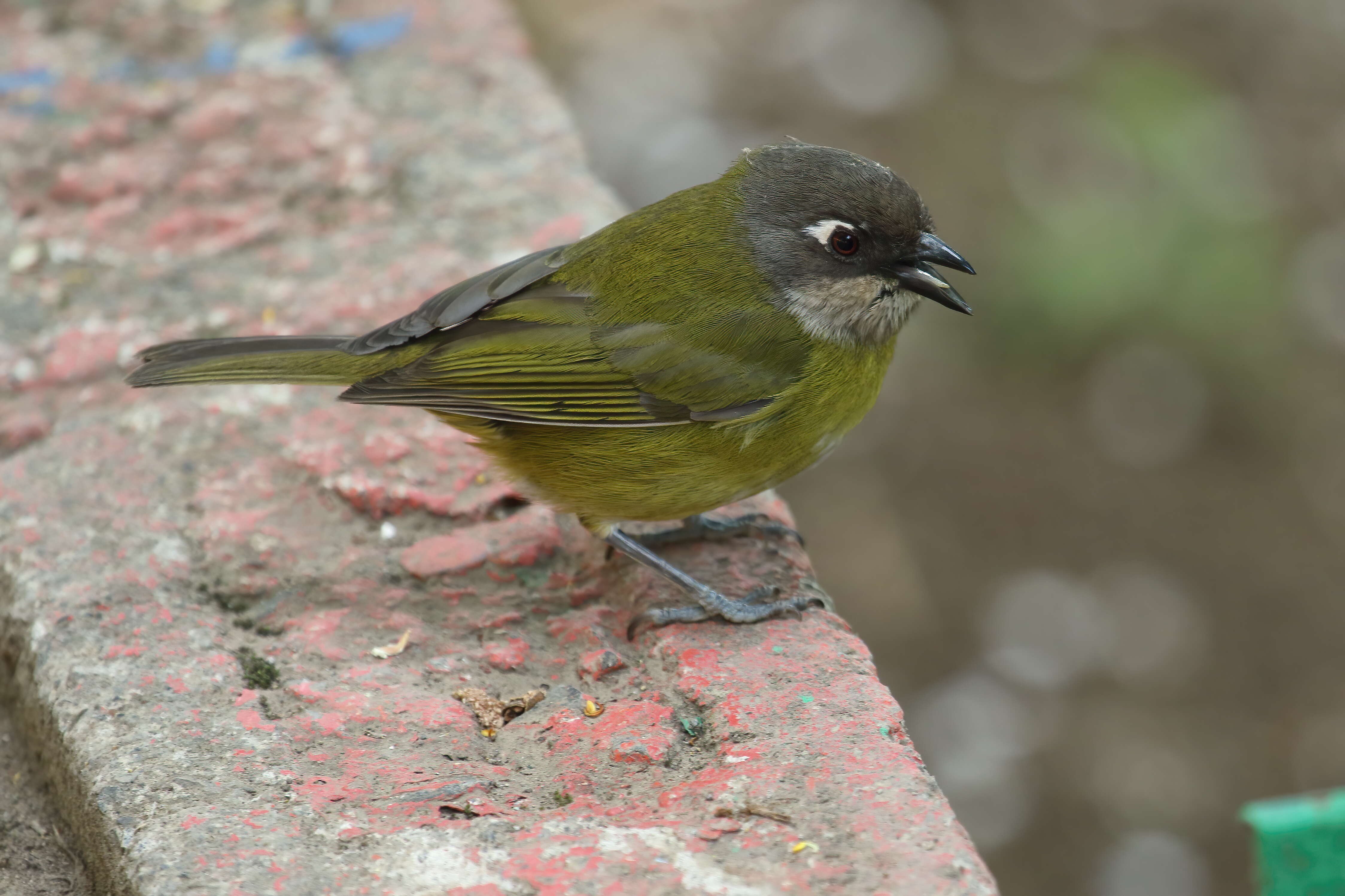 Image of Common Bush Tanager