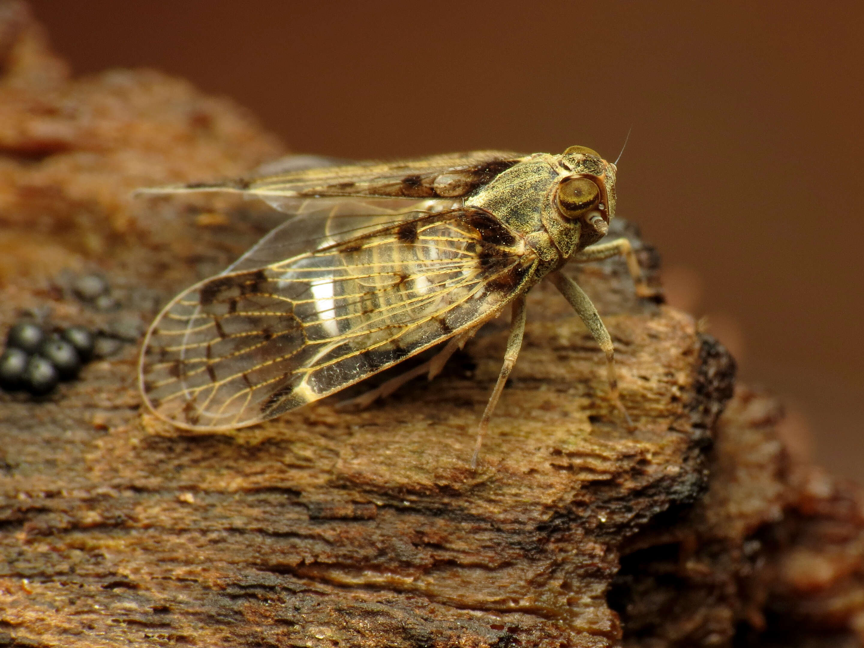 Image of cixiid planthoppers