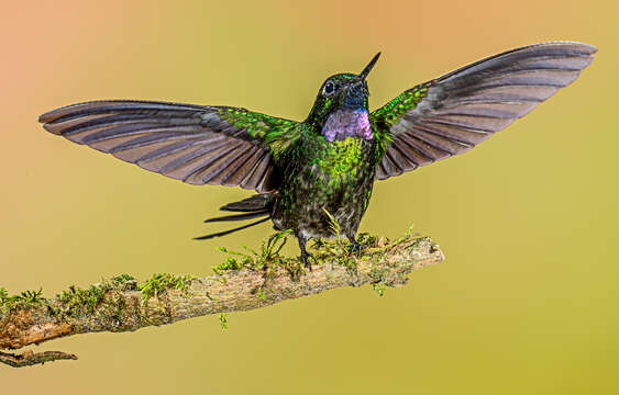 Image of Tourmaline Sunangel