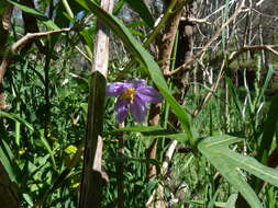 Image of Large Kangaroo Apple