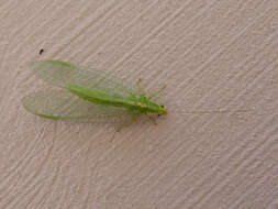 Image of Common green lacewing