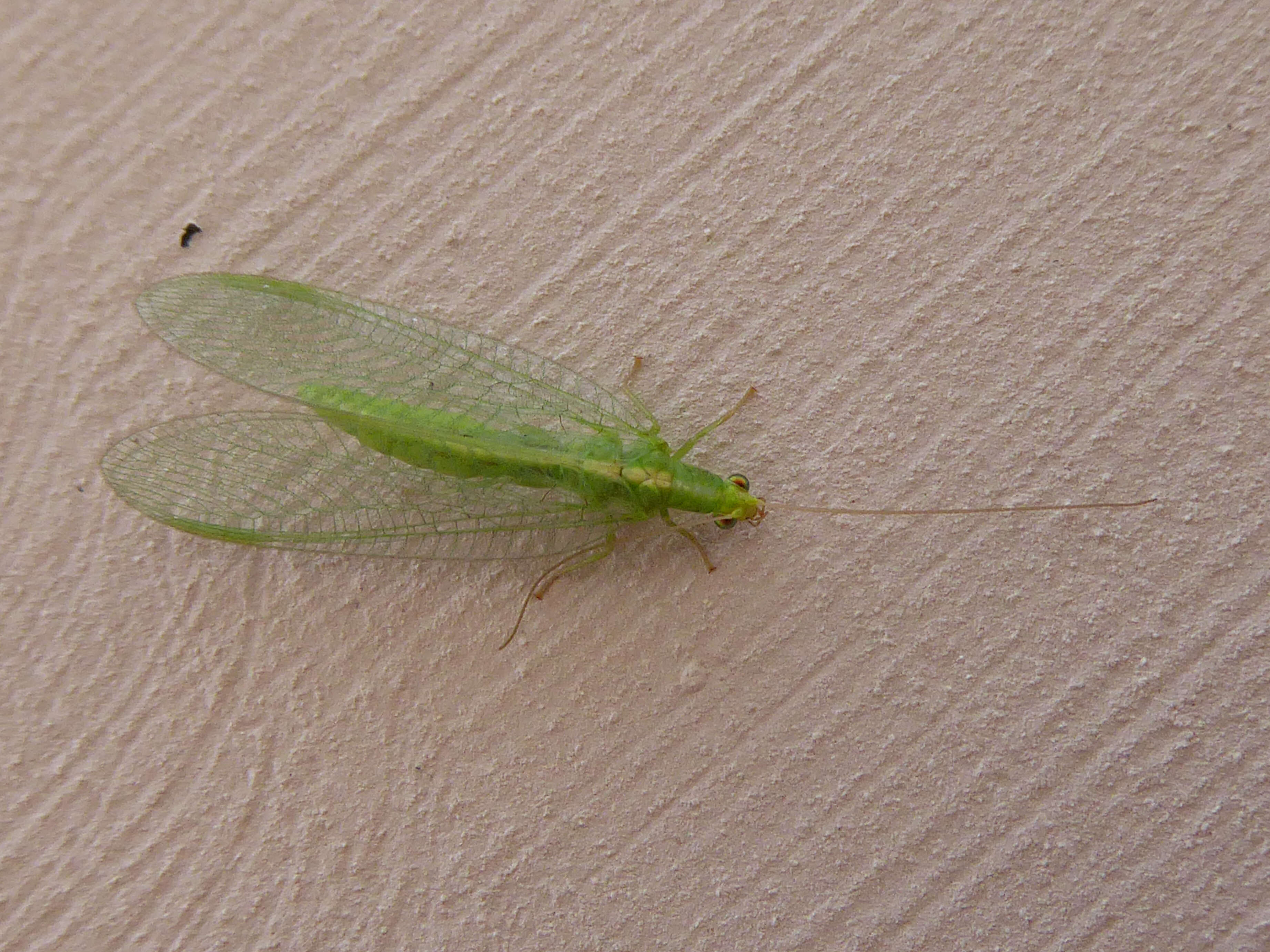 Image of Common green lacewing