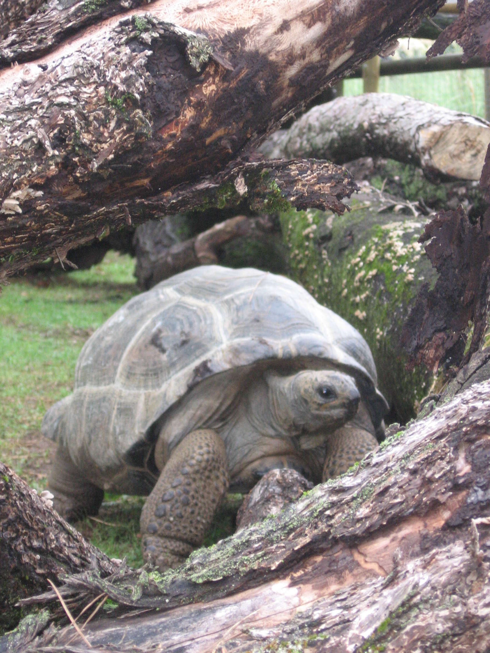 Image de Aldabrachelys