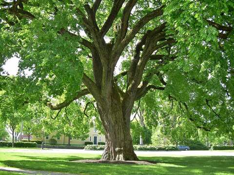 Image of American elm