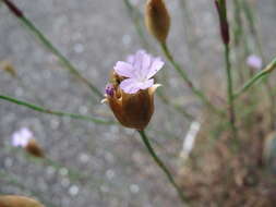 Image of Proliferous Pink