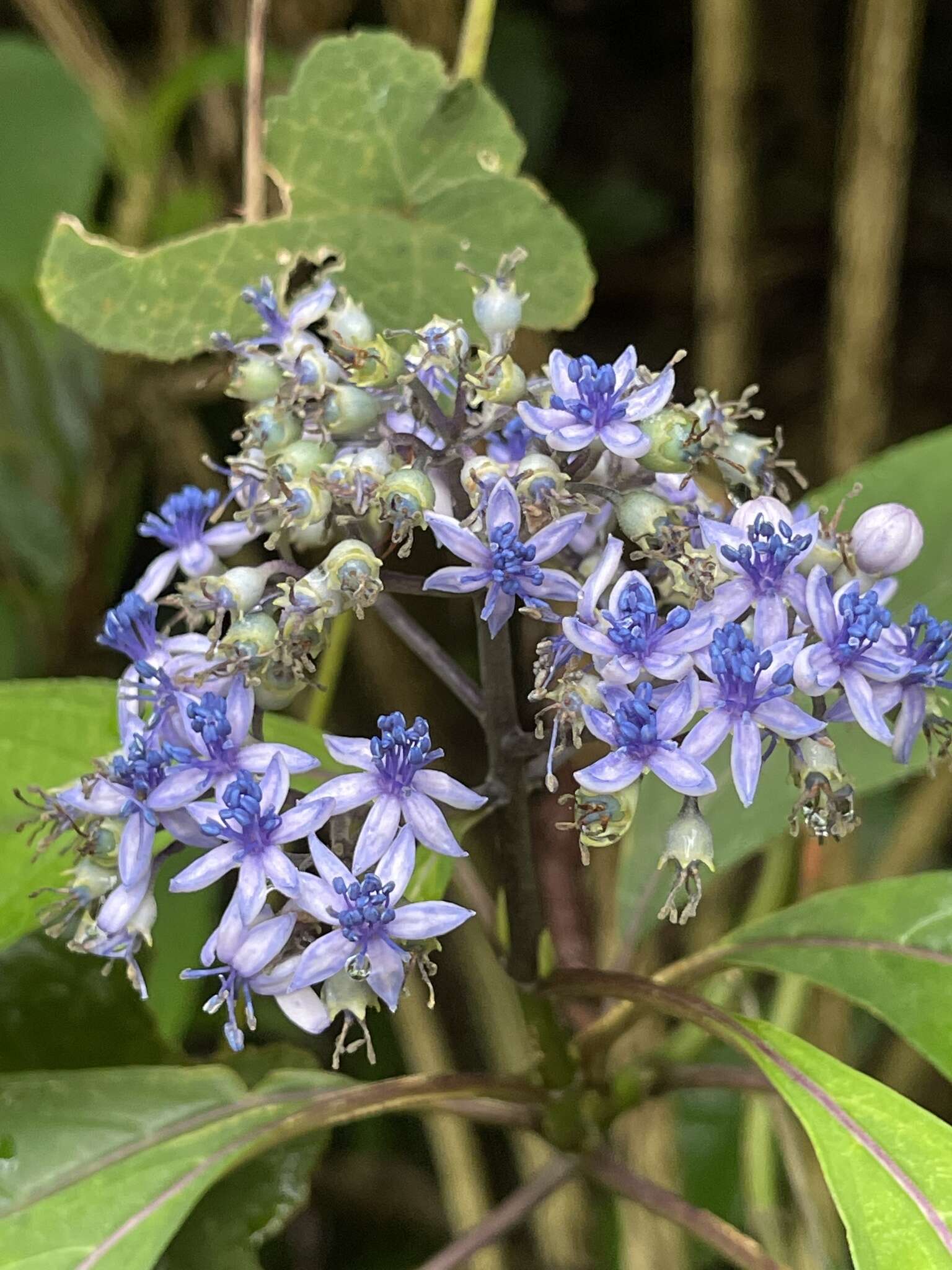 Image of Hydrangea febrifuga (Lour.) Y. De Smet & Granados