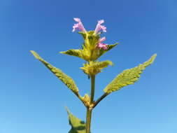 Image of Downy Hemp Nettle