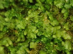 Image of dilated scalewort