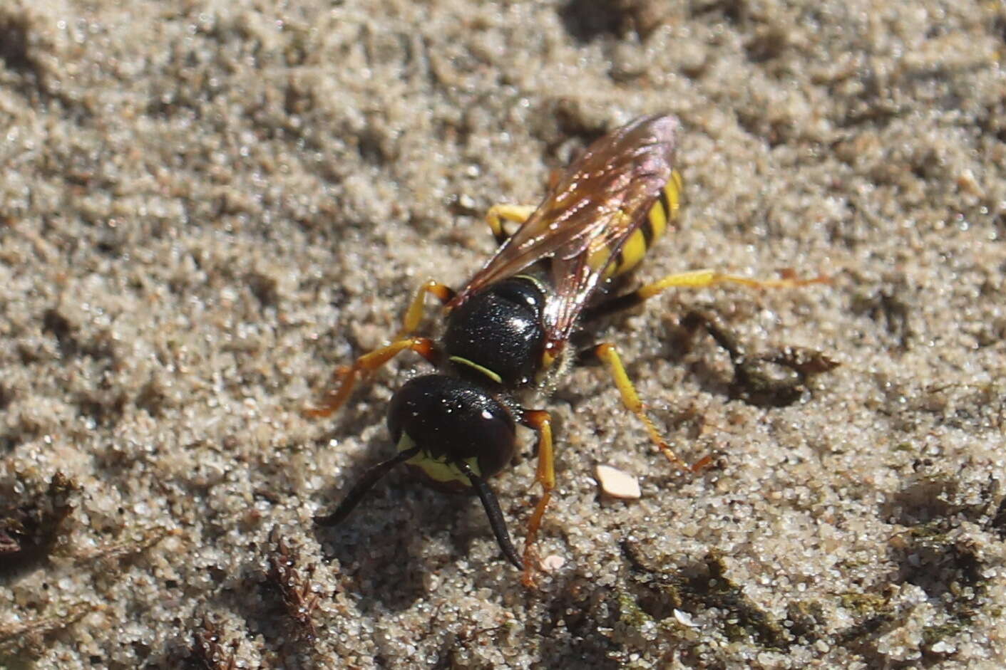 Imagem de Philanthus triangulum (Fabricius 1775)