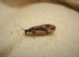 Image of Brown lacewing