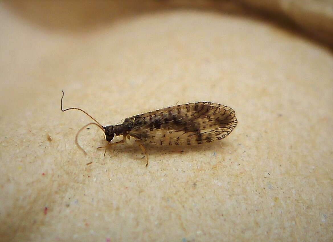 Image of Brown lacewing