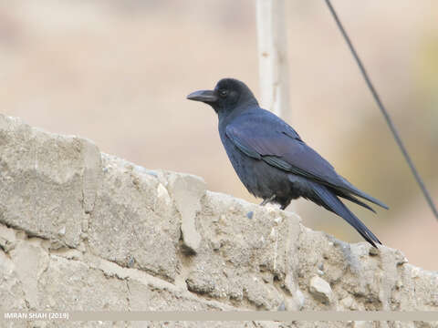 Image of Large-billed Crow