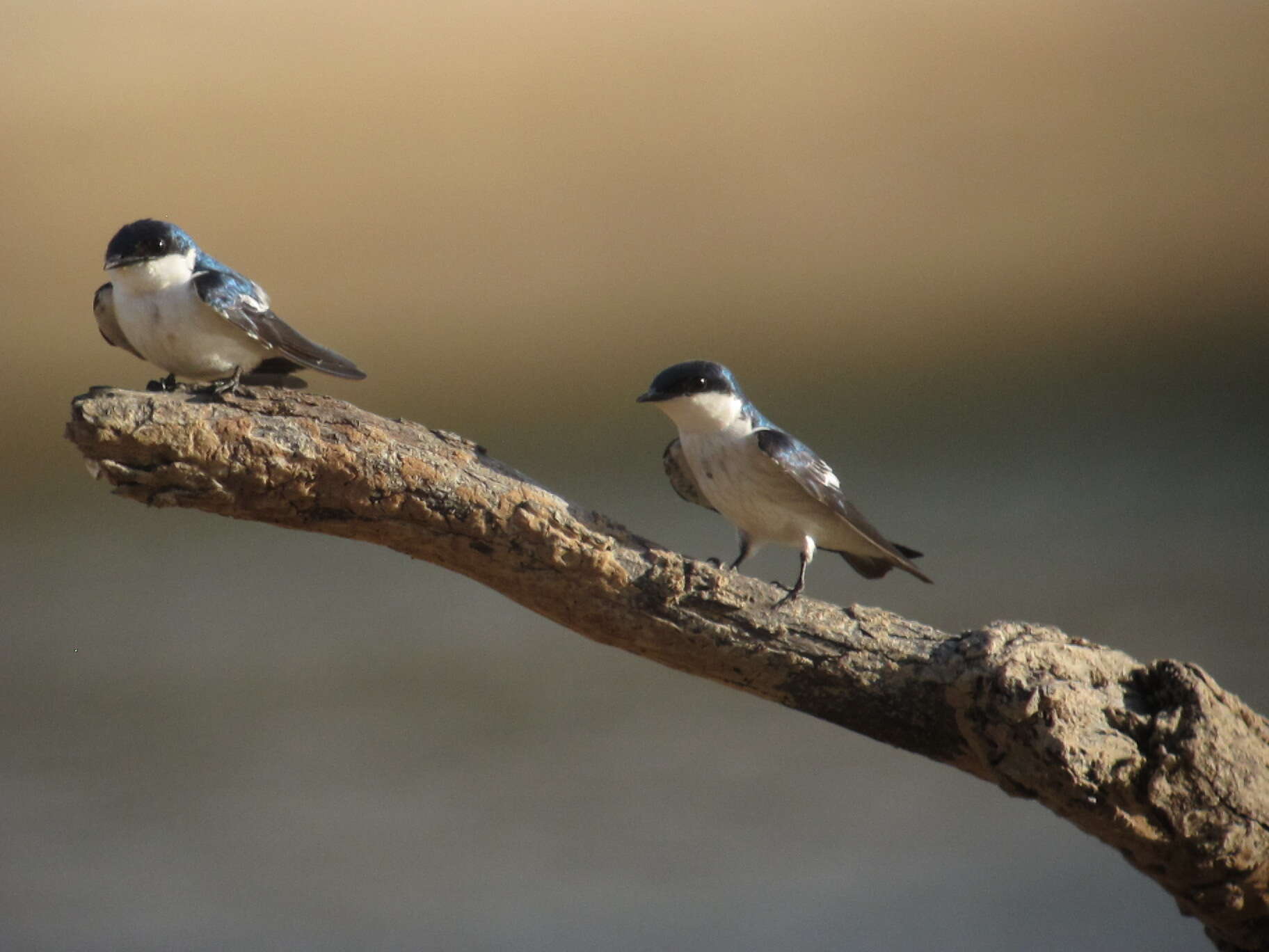 Tachycineta albiventer (Boddaert 1783)的圖片