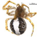 Image of Theridion lawrencei Gertsch & Archer 1942