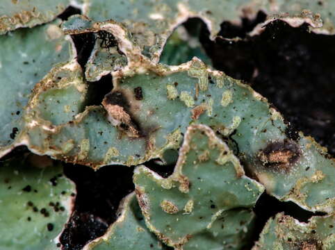 Image of Hammered shield lichen