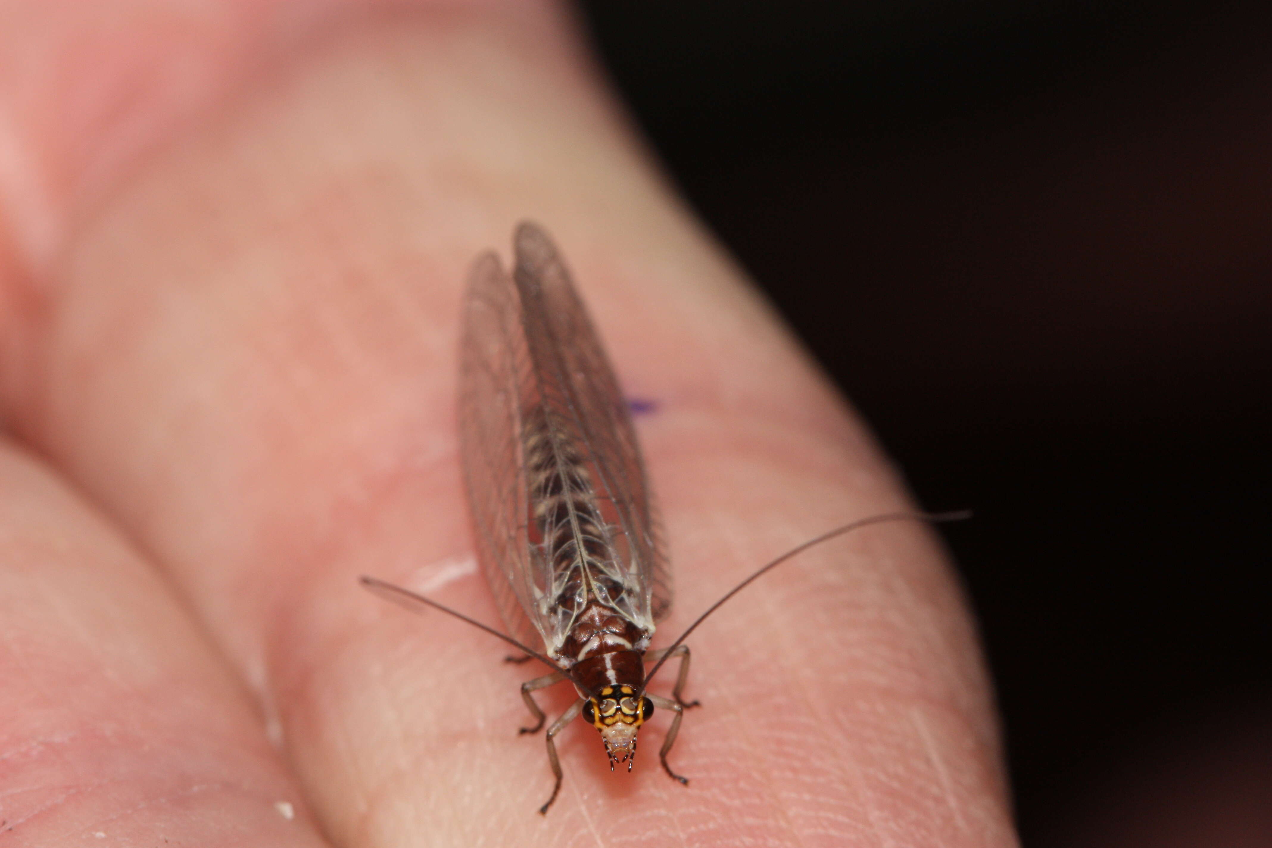 Image of San Francisco Lacewing