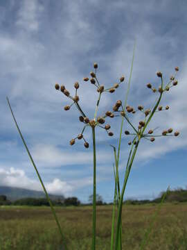 Image of Grass-Like Fimbristylis