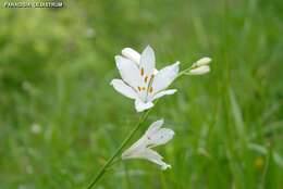 Image of St. Bruno's Lily