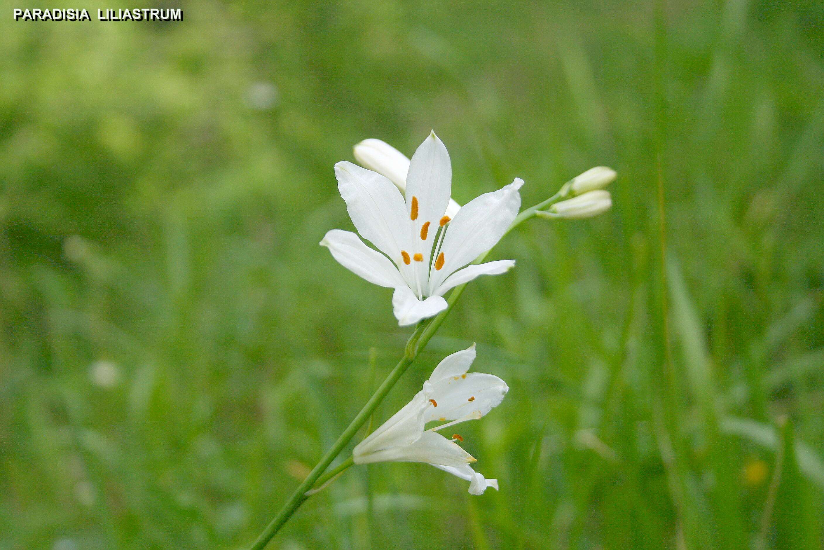 Image of St. Bruno's Lily