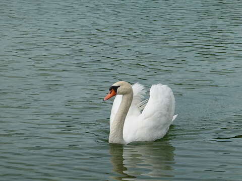 Image of Mute Swan