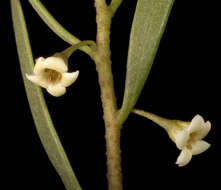 Image de Eremophila deserti (Cunn. ex Benth.) R. J. Chinnock