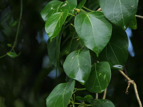 Image of Marsdenia volubilis (L. fil.) Cooke